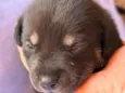 Tico