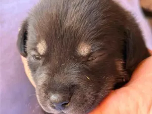 Cachorro raça SRD-ViraLata idade Abaixo de 2 meses nome Tico