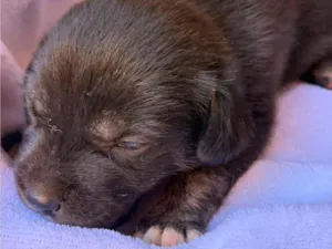 Cachorro raça SRD-ViraLata idade Abaixo de 2 meses nome Teco