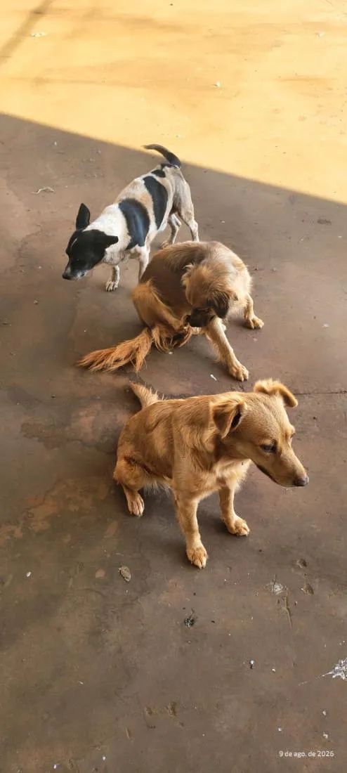 Cachorro raça SRD-ViraLata idade 4 anos nome pataca e meninas 