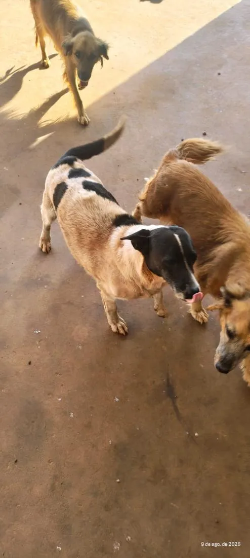 Cachorro raça SRD-ViraLata idade 4 anos nome pataca e meninas 