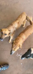 pataca e meninas 