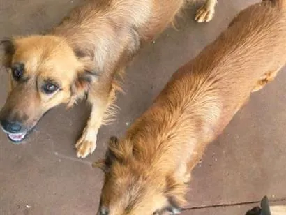 Cachorro raça SRD-ViraLata idade 4 anos nome pataca e meninas 