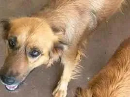 Cachorro raça SRD-ViraLata idade 4 anos nome pataca e meninas 