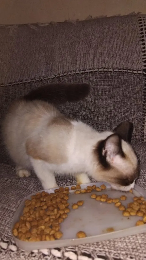 Gato raça SRD-ViraLata idade 7 a 11 meses nome máscara