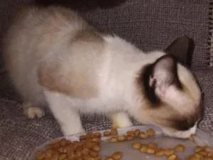 Gato raça SRD-ViraLata idade 7 a 11 meses nome máscara