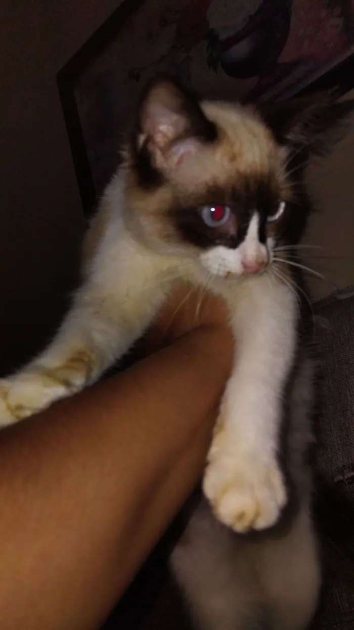 Gato raça SRD-ViraLata idade 7 a 11 meses nome máscara