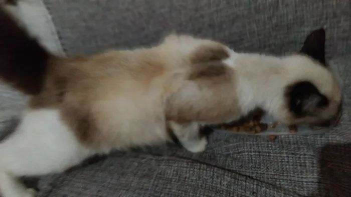 Gato raça SRD-ViraLata idade 7 a 11 meses nome máscara