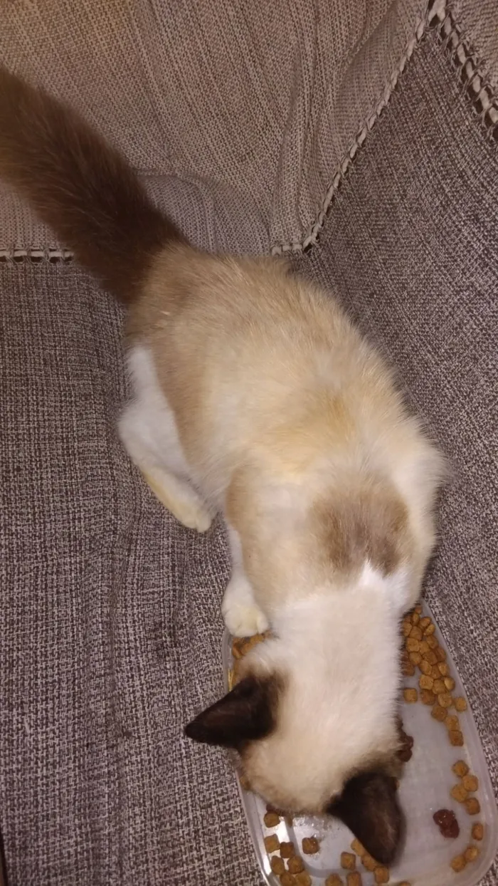 Gato raça SRD-ViraLata idade 7 a 11 meses nome máscara