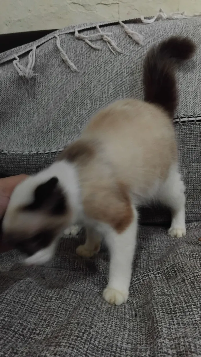 Gato raça SRD-ViraLata idade 7 a 11 meses nome máscara