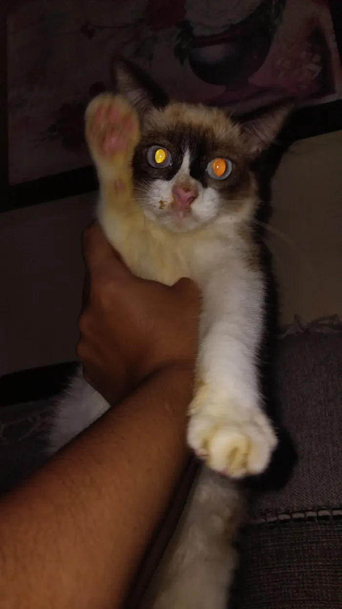 Gato raça SRD-ViraLata idade 7 a 11 meses nome máscara
