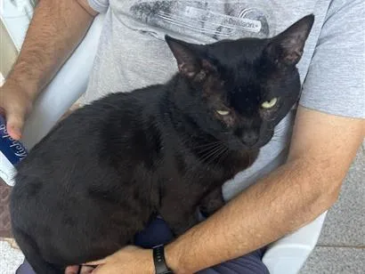 Gato raça SRD-ViraLata idade 2 anos nome Globis globis