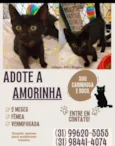 Amorinha