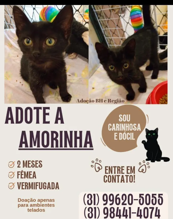 Gato raça SRD-ViraLata idade 2 a 6 meses nome Amorinha