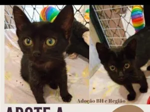 Gato raça SRD-ViraLata idade 2 a 6 meses nome Amorinha