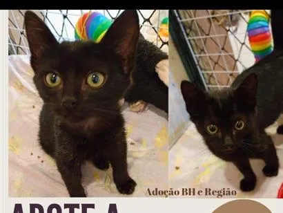 Gato raça SRD-ViraLata idade 2 a 6 meses nome Amorinha