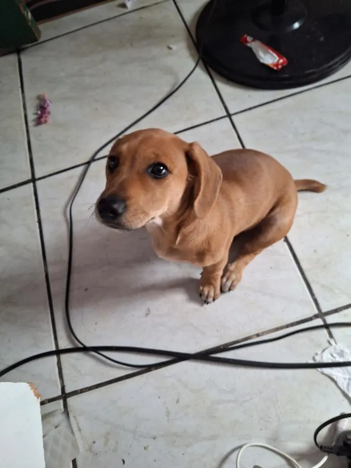 Cachorro raça SRD-ViraLata idade 2 a 6 meses nome Tor