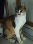 Jasmine