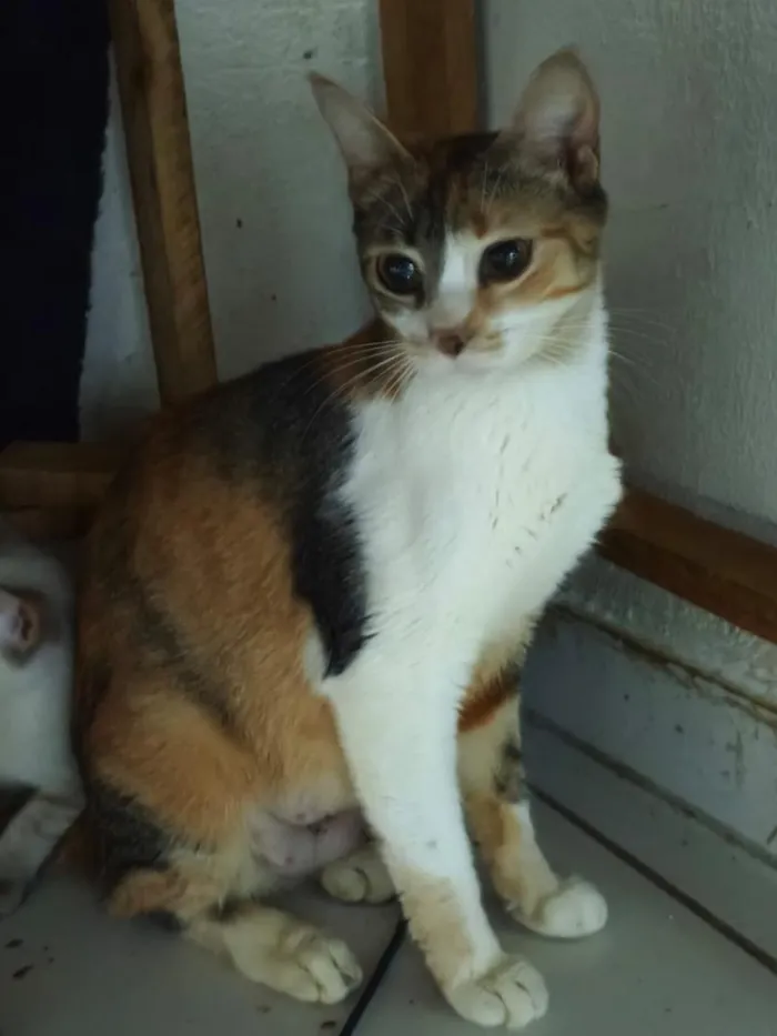 Gato raça SRD-ViraLata idade 1 ano nome Jasmine