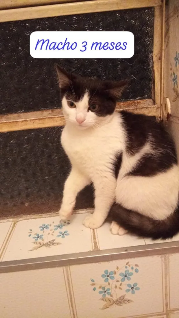 Gato raça SRD-ViraLata idade 2 a 6 meses nome frajolinha 