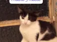 frajolinha 
