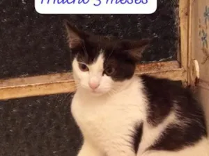 Gato raça SRD-ViraLata idade 2 a 6 meses nome frajolinha 