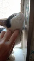 frajolinha 