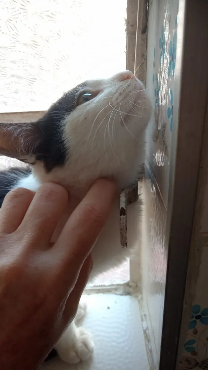 Gato raça SRD-ViraLata idade 2 a 6 meses nome frajolinha 