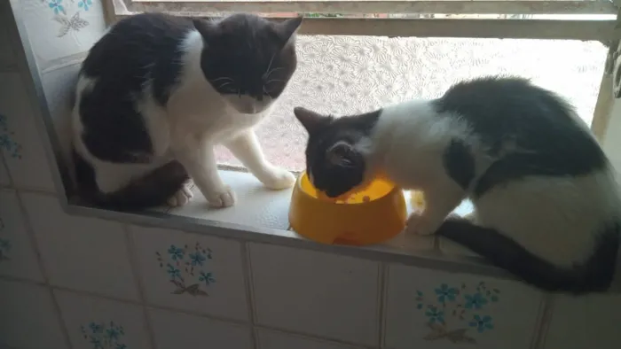 Gato raça SRD-ViraLata idade 2 a 6 meses nome frajolinha 