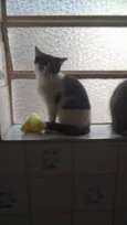 frajolinha 