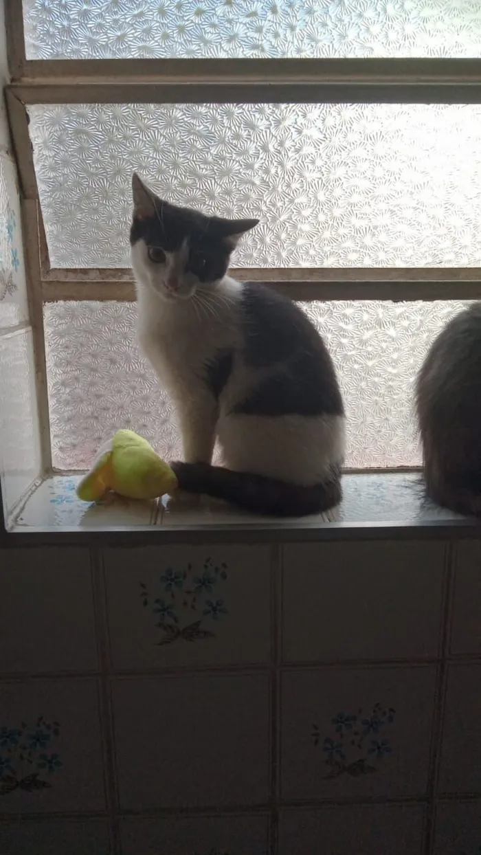 Gato raça SRD-ViraLata idade 2 a 6 meses nome frajolinha 
