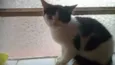frajolinha 