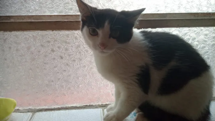 Gato raça SRD-ViraLata idade 2 a 6 meses nome frajolinha 