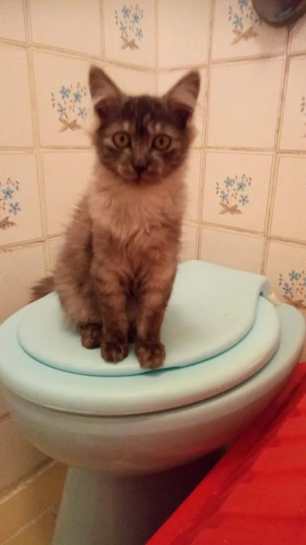 Gato raça SRD-ViraLata idade 2 a 6 meses nome cinza