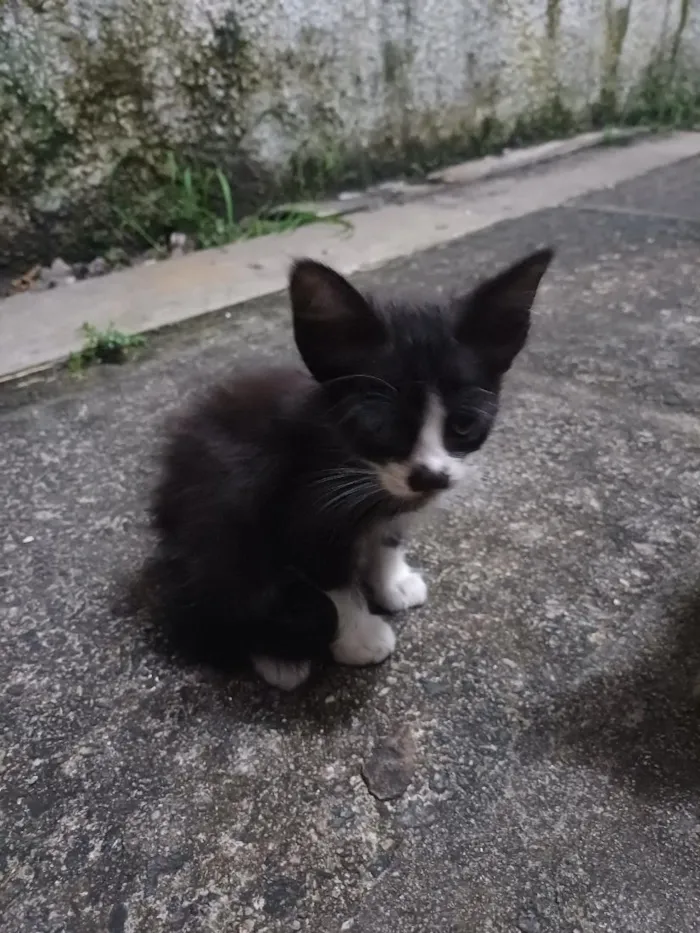 Gato raça SRD-ViraLata idade Abaixo de 2 meses nome Sem nomes