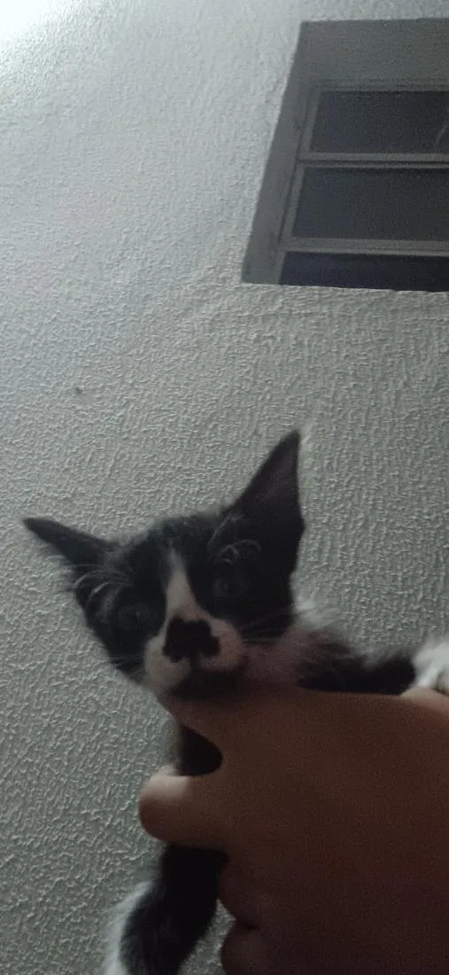 Gato raça SRD-ViraLata idade Abaixo de 2 meses nome Sem nomes