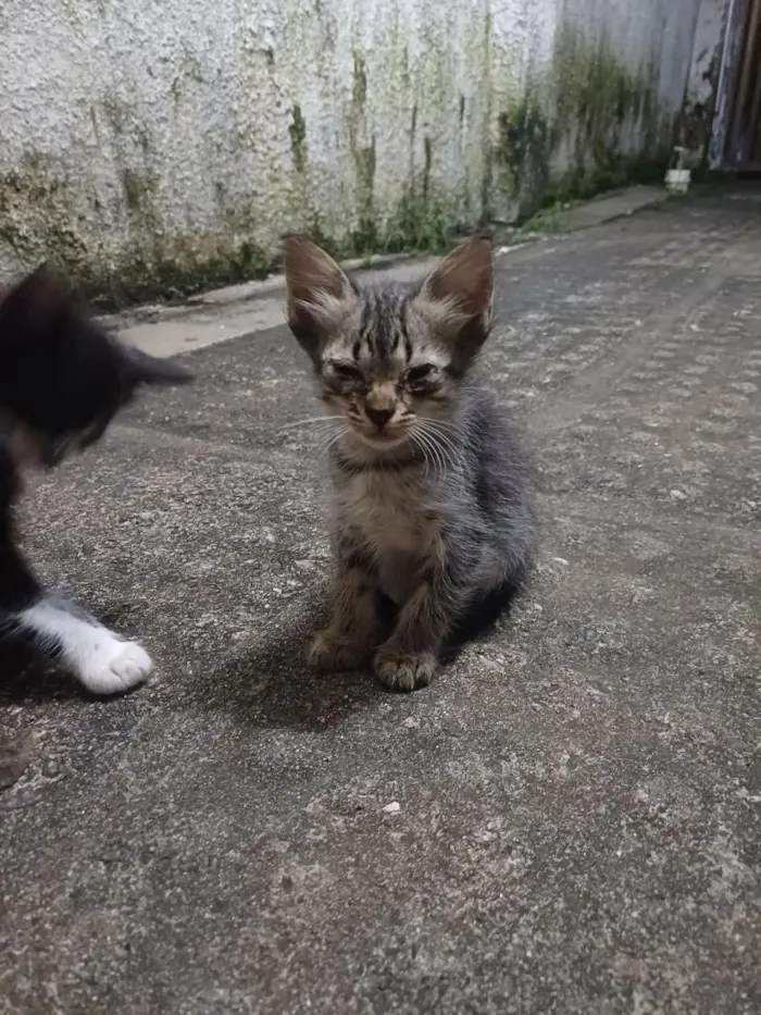 Gato raça SRD-ViraLata idade Abaixo de 2 meses nome Sem nomes