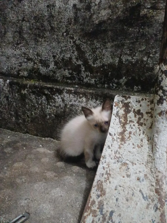 Gato raça SRD-ViraLata idade Abaixo de 2 meses nome Sem nomes