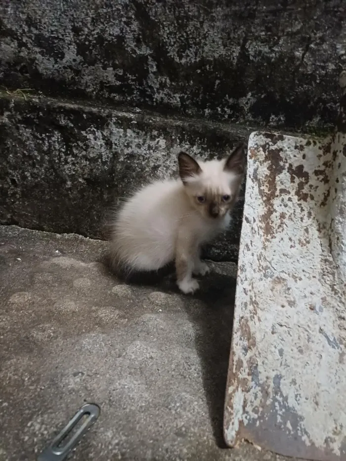 Gato raça SRD-ViraLata idade Abaixo de 2 meses nome Sem nomes