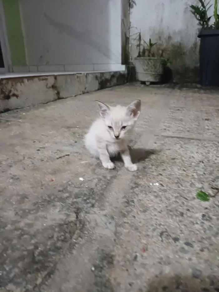Gato raça SRD-ViraLata idade Abaixo de 2 meses nome Sem nomes