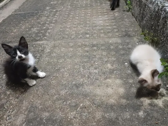 Gato raça SRD-ViraLata idade Abaixo de 2 meses nome Sem nomes