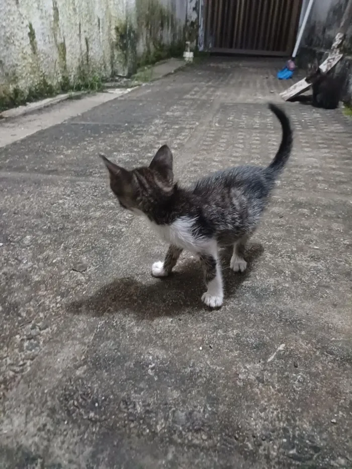 Gato raça SRD-ViraLata idade Abaixo de 2 meses nome Sem nomes