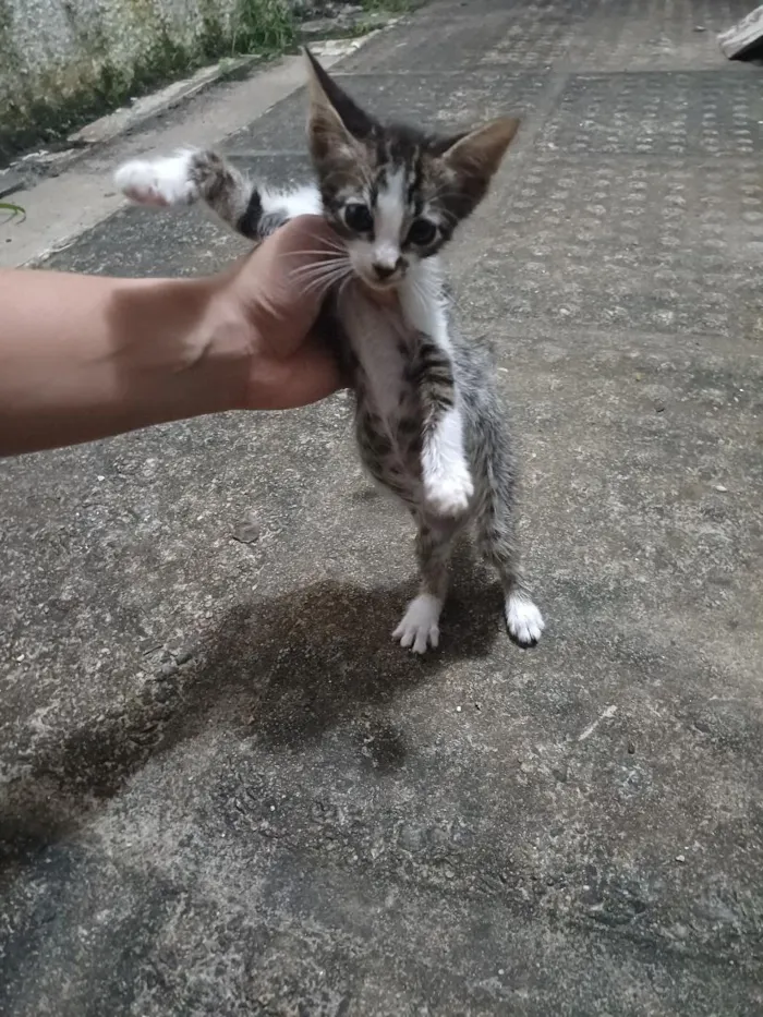 Gato raça SRD-ViraLata idade Abaixo de 2 meses nome Sem nomes