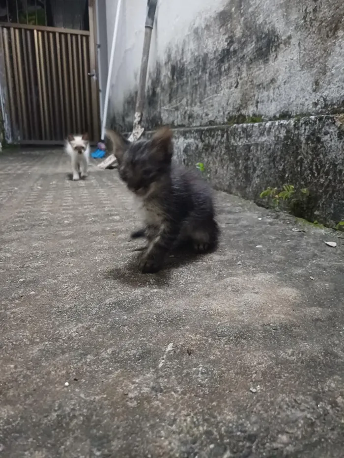 Gato raça SRD-ViraLata idade Abaixo de 2 meses nome Sem nomes