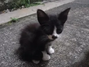 Gato raça SRD-ViraLata idade Abaixo de 2 meses nome Sem nomes