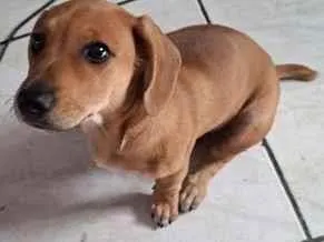 Cachorro raça SRD-ViraLata idade 2 a 6 meses nome Tor
