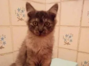 Gato raça SRD-ViraLata idade 2 a 6 meses nome cinza