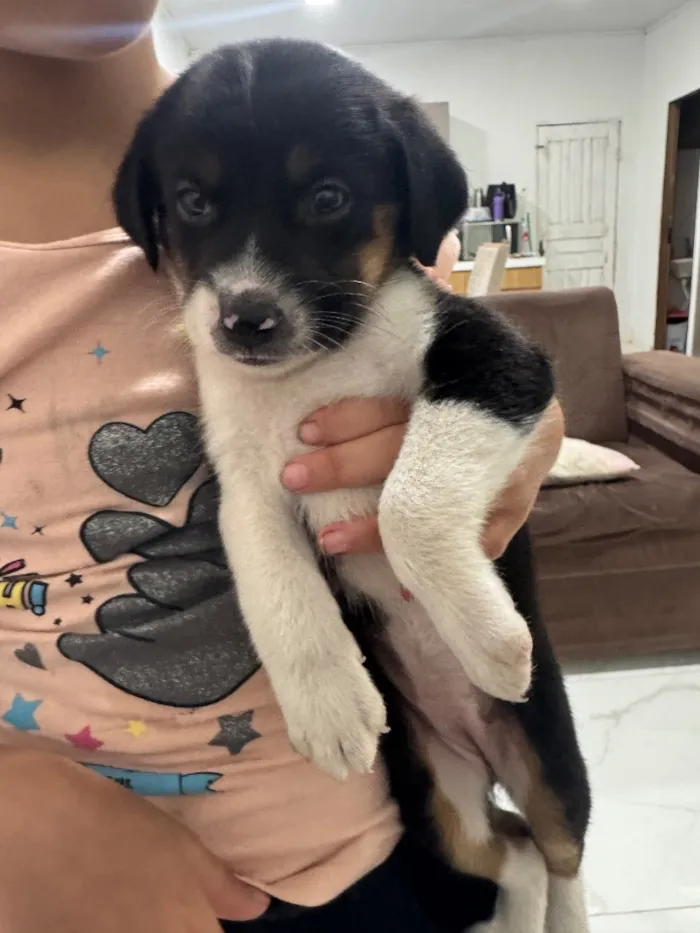 Cachorro raça SRD-ViraLata idade Abaixo de 2 meses nome Lua