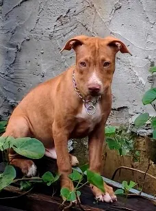 Cachorro raça Pit-Bull idade 7 a 11 meses nome Paçoca