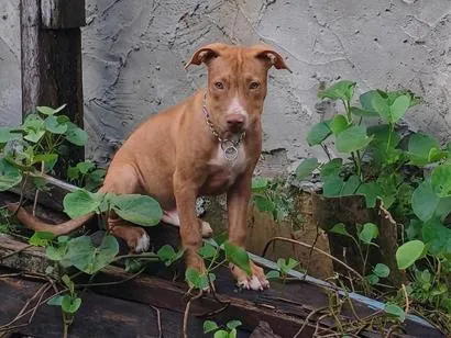 Cachorro raça Pit-Bull idade 7 a 11 meses nome Paçoca